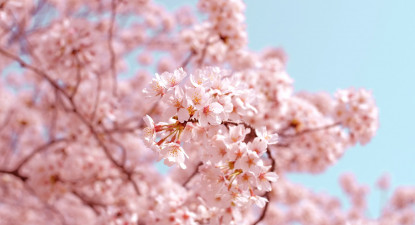 Lidz Japan study tour 2026