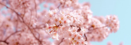 Lidz Japan study tour 2026; ga jij mee?