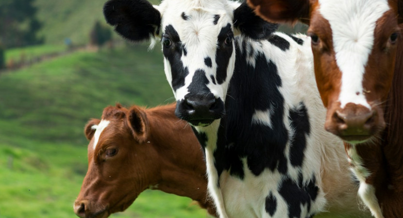 LSSN: TWI Job Instruction Demodag bij Lely Industries (Maassluis)