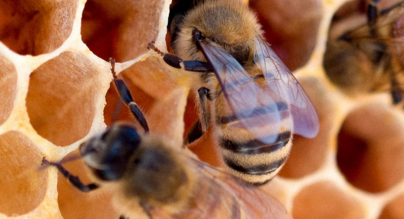 BESTUURDERSPROGRAMMA Lidz Verbeterfestival